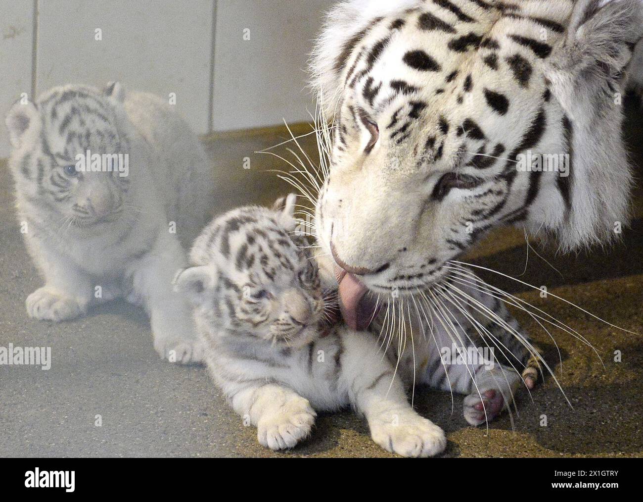 One of the white tiger quintuplets is cleaned by its mother Burani at the White Zoo at the Kameltheater Kernhof in St. Aegyg am Neuwalde, Lower Austria, Austria, 26 May 2014. The white tigers Lali, Lela, Lila, Lulu and Obama were born on 25 April 2014. - 20140526 PD1538 - Rechteinfo: Rights Managed (RM) Stock Photo