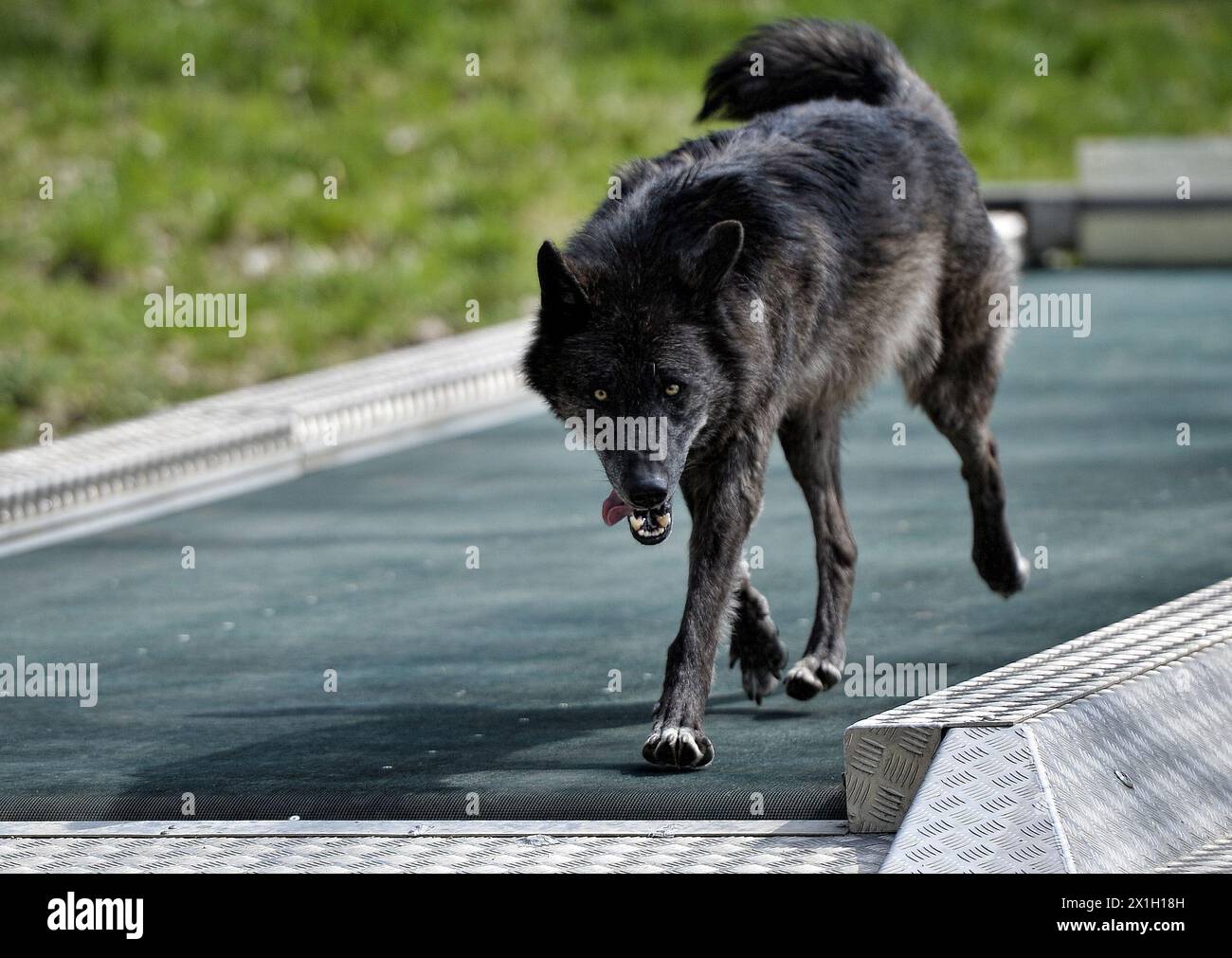 Ernstbrunn - he WSC, Wolf Science Centre, of the University of Vienna, develops a special treadmill for the training of wolves. Presentation of the treadmill for wolves and dogs on 15th April 2015. PICTURE:   wolf on treadmill - 20150415 PD11340 - Rechteinfo: Rights Managed (RM) Stock Photo