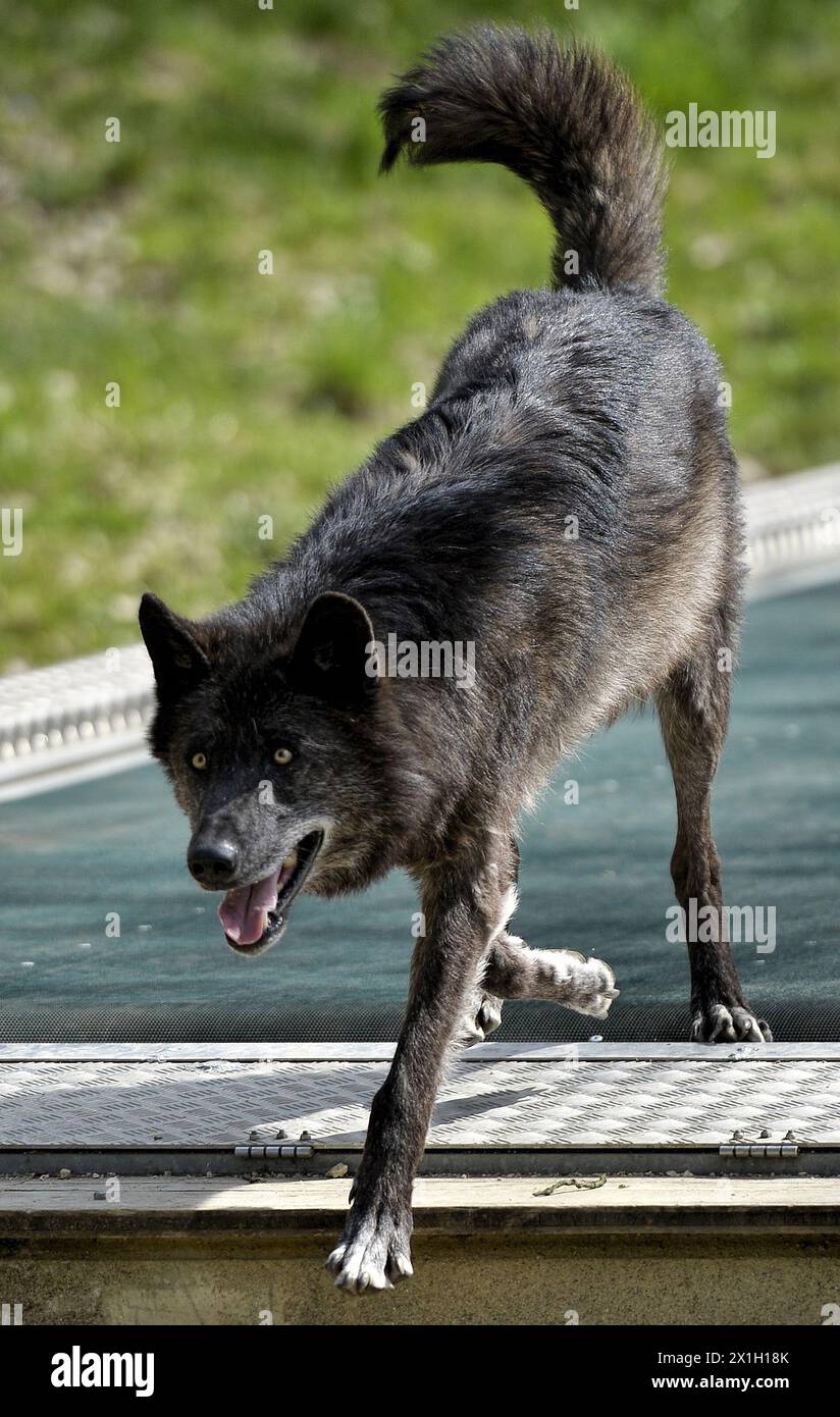 Ernstbrunn - he WSC, Wolf Science Centre, of the University of Vienna, develops a special treadmill for the training of wolves. Presentation of the treadmill for wolves and dogs on 15th April 2015. PICTURE:   wolf on treadmill - 20150415 PD11341 - Rechteinfo: Rights Managed (RM) Stock Photo