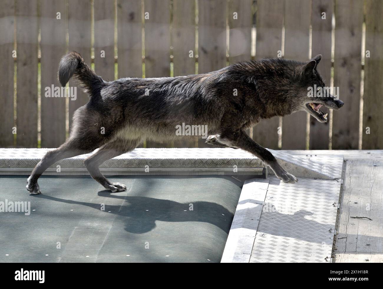Ernstbrunn - he WSC, Wolf Science Centre, of the University of Vienna, develops a special treadmill for the training of wolves. Presentation of the treadmill for wolves and dogs on 15th April 2015. PICTURE:   wolf on treadmill - 20150415 PD11342 - Rechteinfo: Rights Managed (RM) Stock Photo