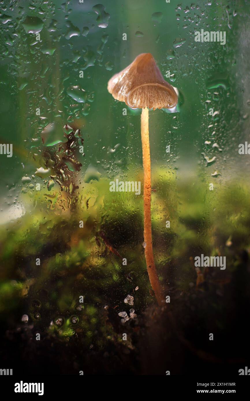 A terrarium with a mushroom growing inside with water sprayed on it. Stock Photo