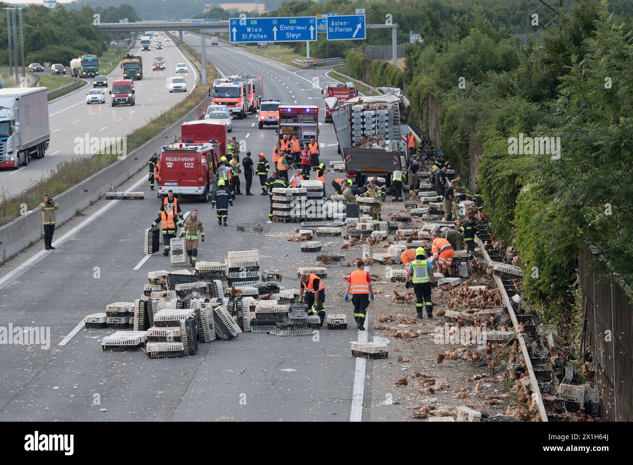 Firemen remove chicken and transport boxes from the A1 highway in Asten near Linz, upper Austria, where a poultry truck caused traffic chaos after losing its freight on July 4, 2017. The transporter was loaded with 7,000 chicken. - 20161016 PD13041 - Rechteinfo: Rights Managed (RM) Stock Photo