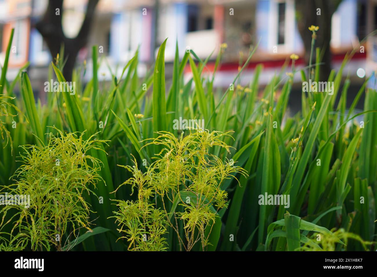 Plants with long grass-like shapes are green with other plants and a blurred background Stock Photo