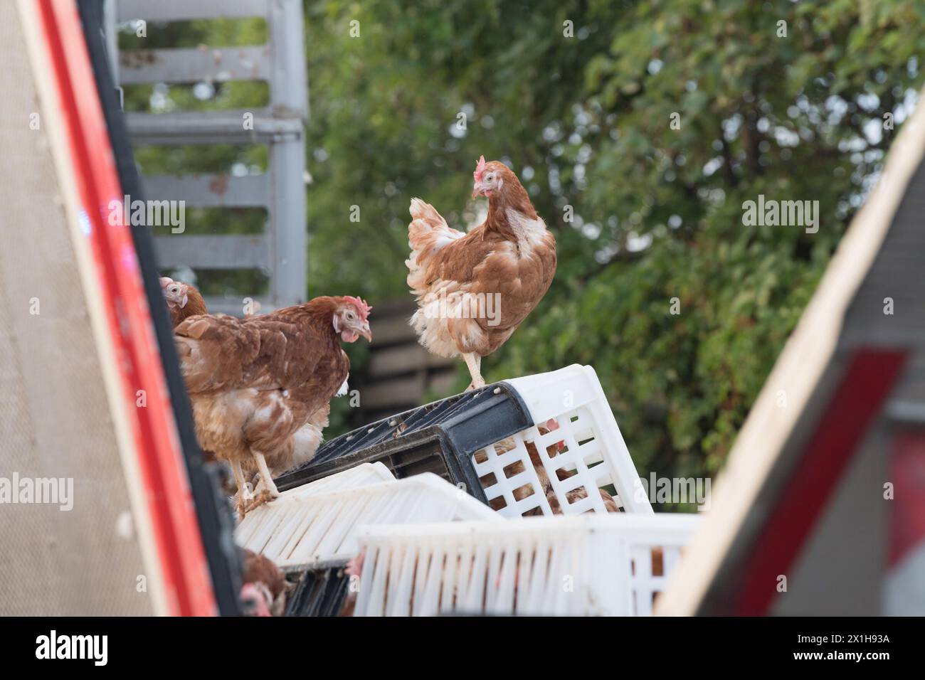 Firemen remove chicken and transport boxes from the A1 highway in Asten near Linz, upper Austria, where a poultry truck caused traffic chaos after losing its freight on July 4, 2017. The transporter was loaded with 7,000 chicken. - 20170704 PD0309 - Rechteinfo: Rights Managed (RM) Stock Photo