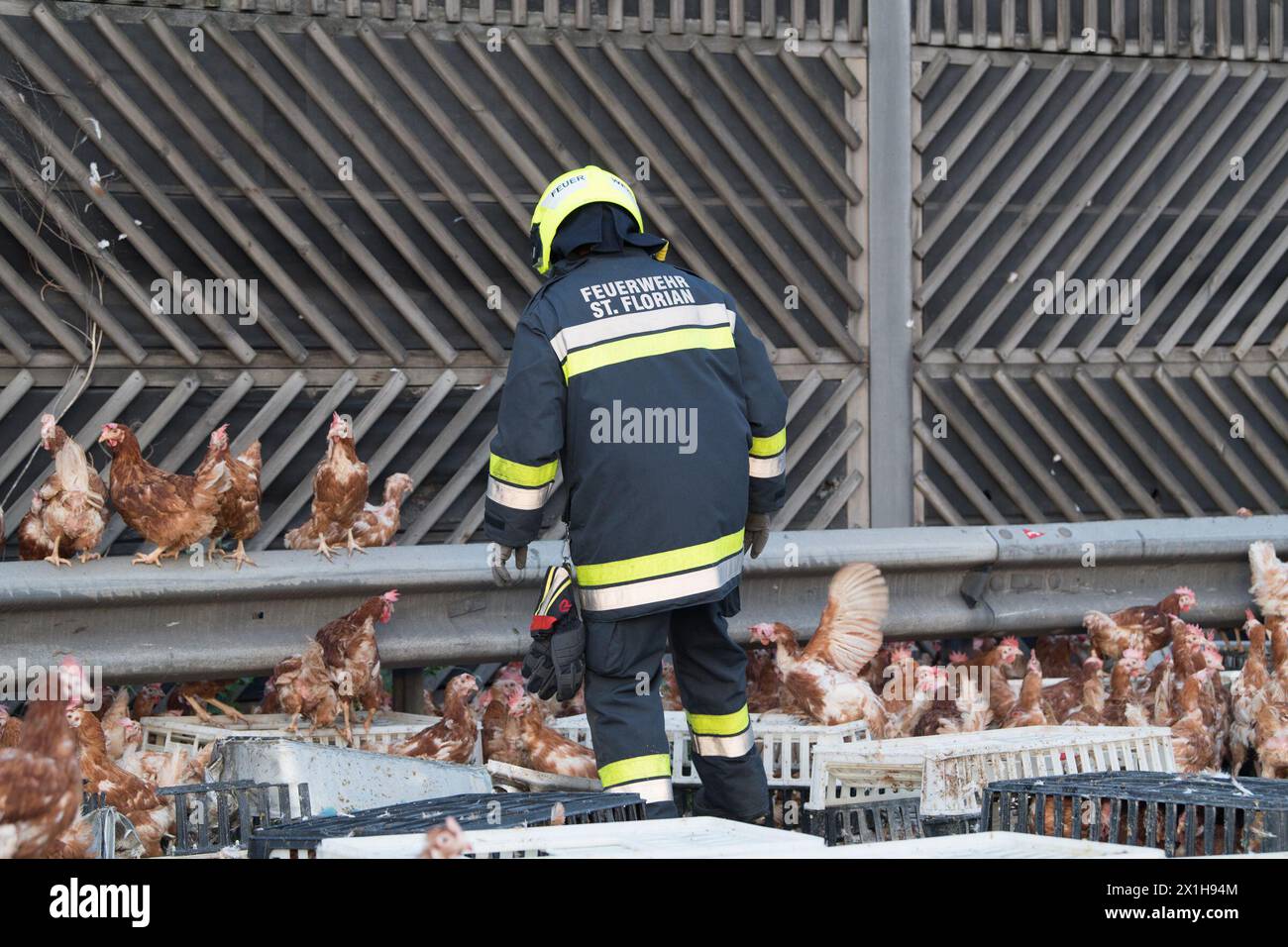 Firemen remove chicken and transport boxes from the A1 highway in Asten near Linz, upper Austria, where a poultry truck caused traffic chaos after losing its freight on July 4, 2017. The transporter was loaded with 7,000 chicken. - 20170704 PD0302 - Rechteinfo: Rights Managed (RM) Stock Photo