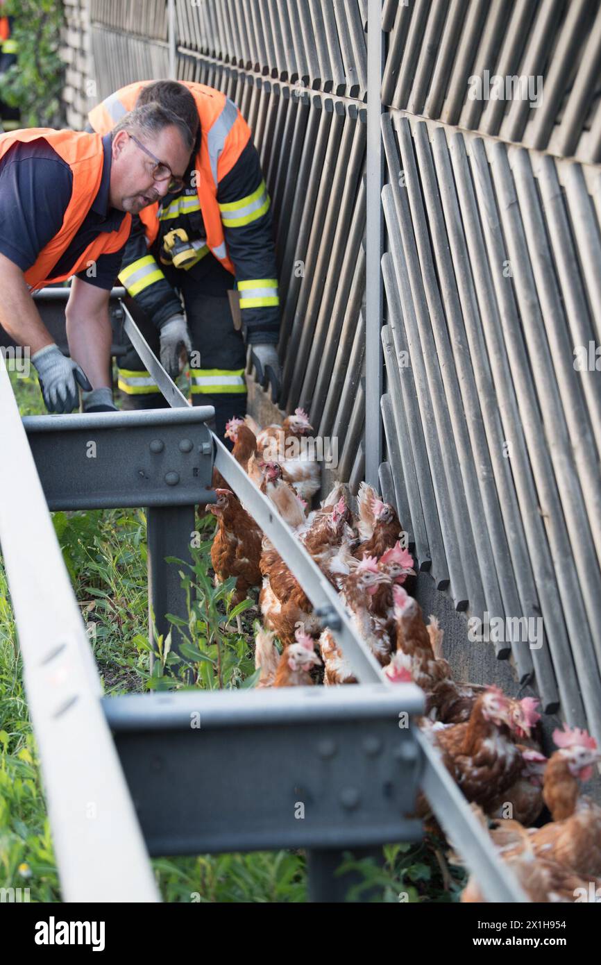 Firemen remove chicken and transport boxes from the A1 highway in Asten near Linz, upper Austria, where a poultry truck caused traffic chaos after losing its freight on July 4, 2017. The transporter was loaded with 7,000 chicken. - 20170704 PD0303 - Rechteinfo: Rights Managed (RM) Stock Photo