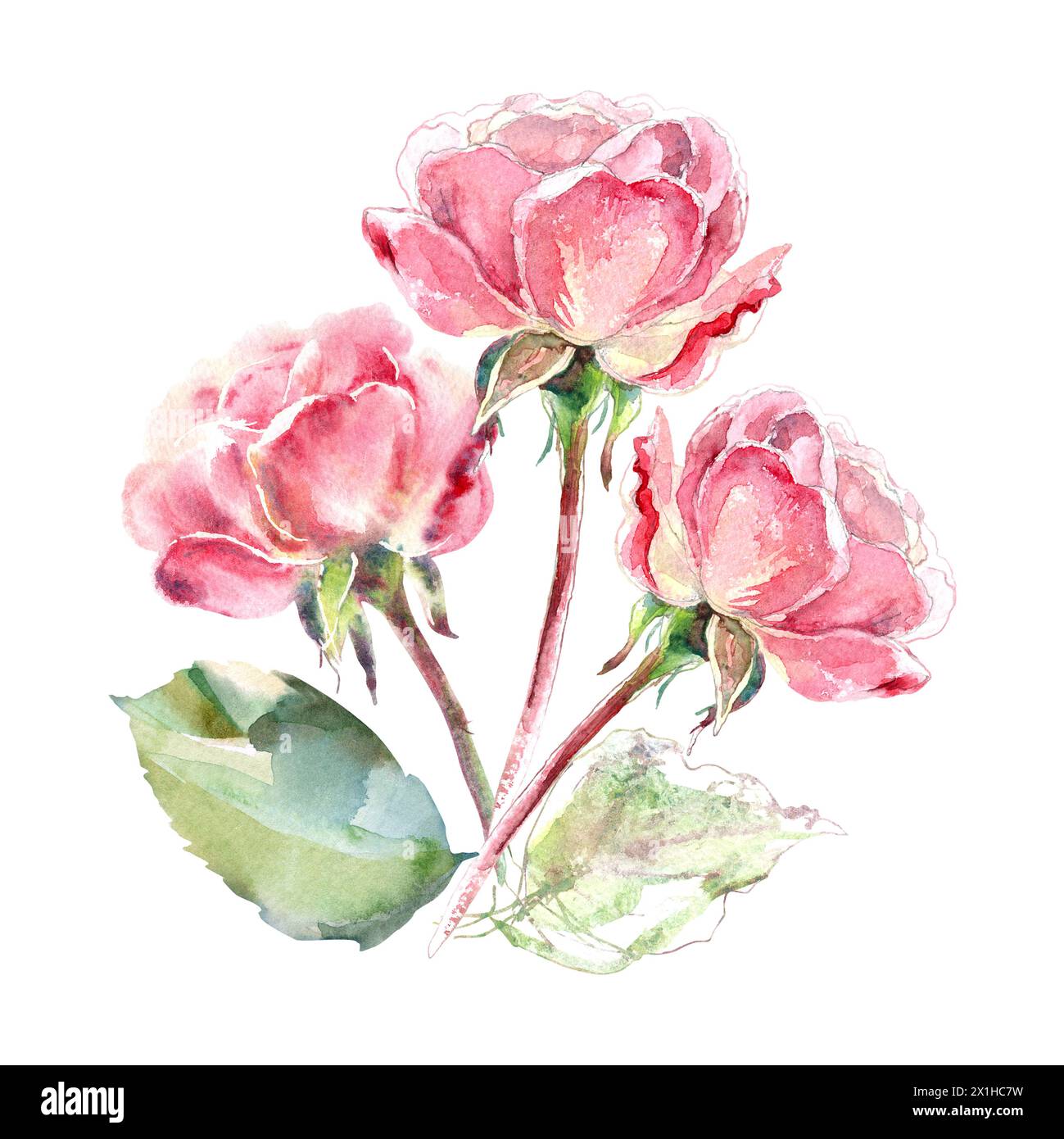 Pink roses watercolor hand painting floral illustration of collection ...