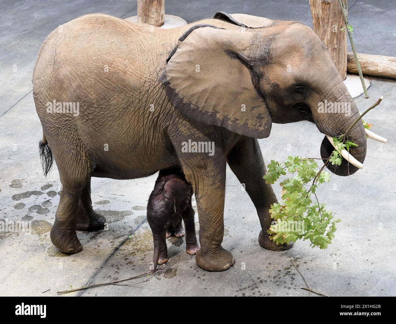 Baby elephant \