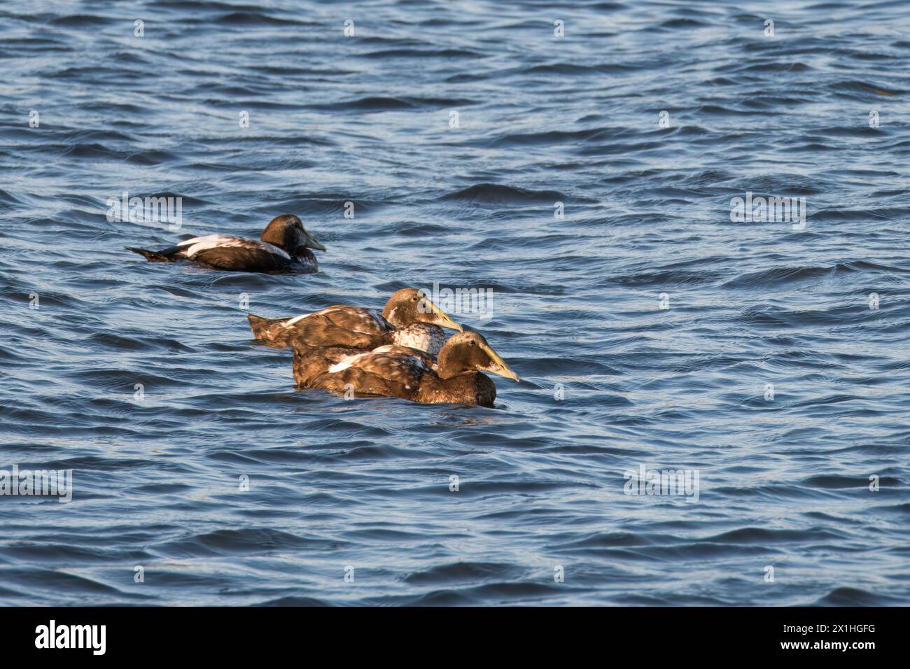 Eiders, Somateria mollissima, adults in eclipse plumage swimming in golden hour light, Limfjord, Nordjylland, Denmark Stock Photo