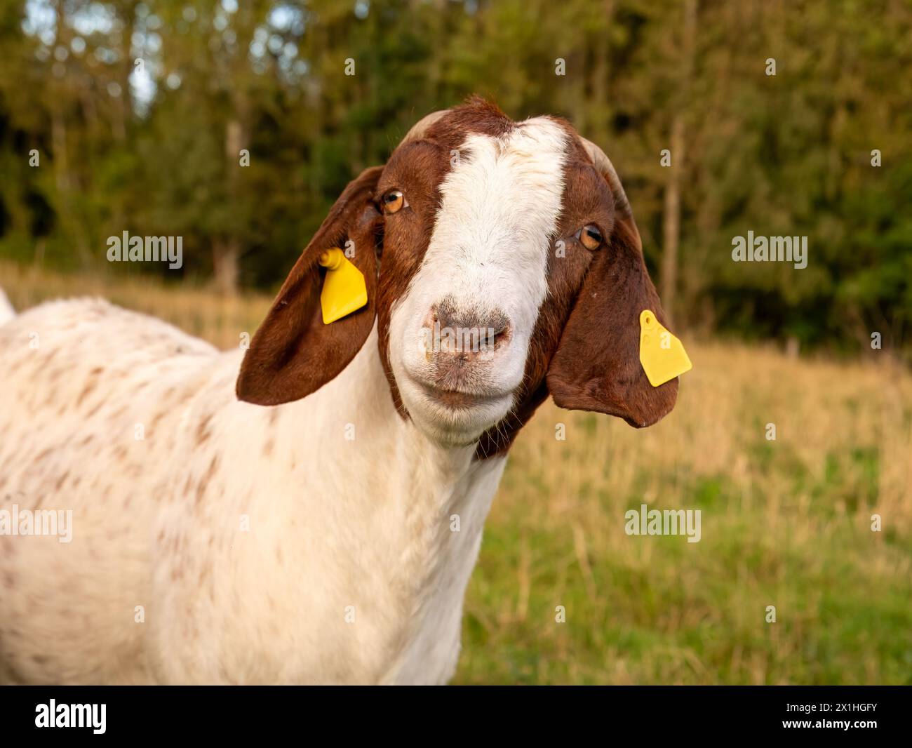 Portrait of head of brown white boer goat with ear tags looking at camera on Tunø island, Midtjylland, Denmark Stock Photo