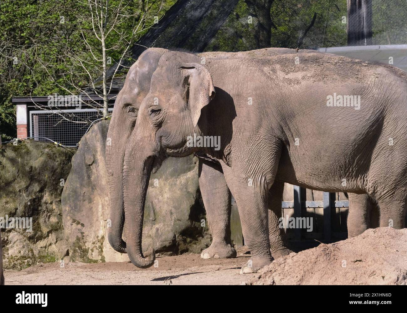 Elefanten im Zoo Krefeld in Aktion. Elefanten *** Elephants in action at Krefeld Zoo Elephants Stock Photo