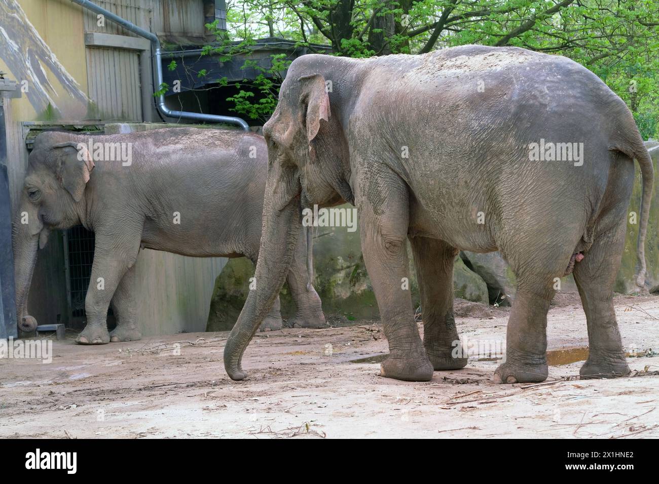 Elefanten im Zoo Krefeld in Aktion. Elefanten *** Elephants in action at Krefeld Zoo Elephants Stock Photo