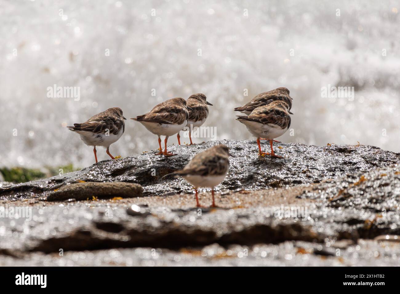 Group of Turnstones, Arenaria interpres, on rock in the Mediterranean Sea and wave breaking in the background, Spain Stock Photo