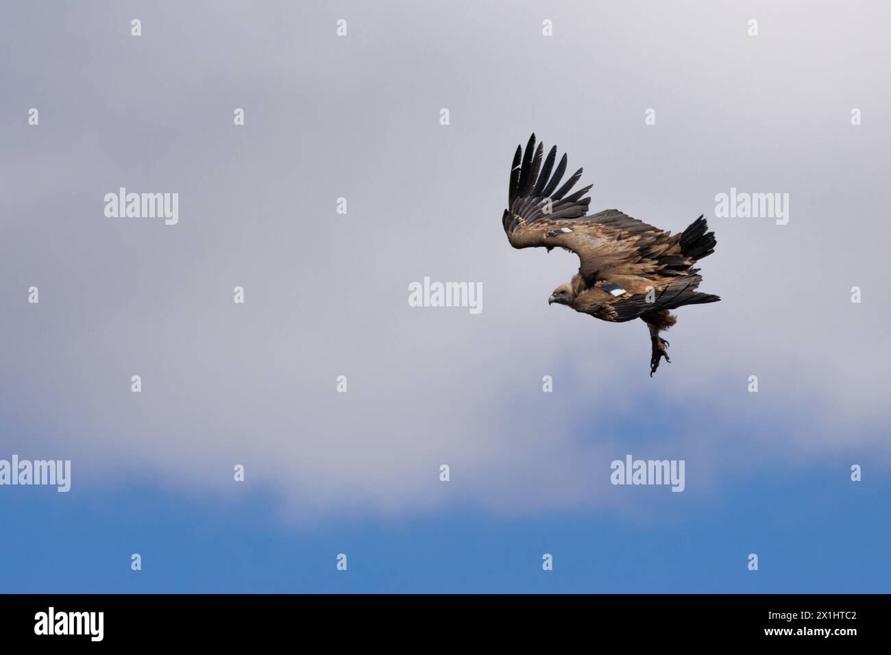 Vulture Gyps fulvus in descent position with cloud in the background, Alcoy, Spain Stock Photo