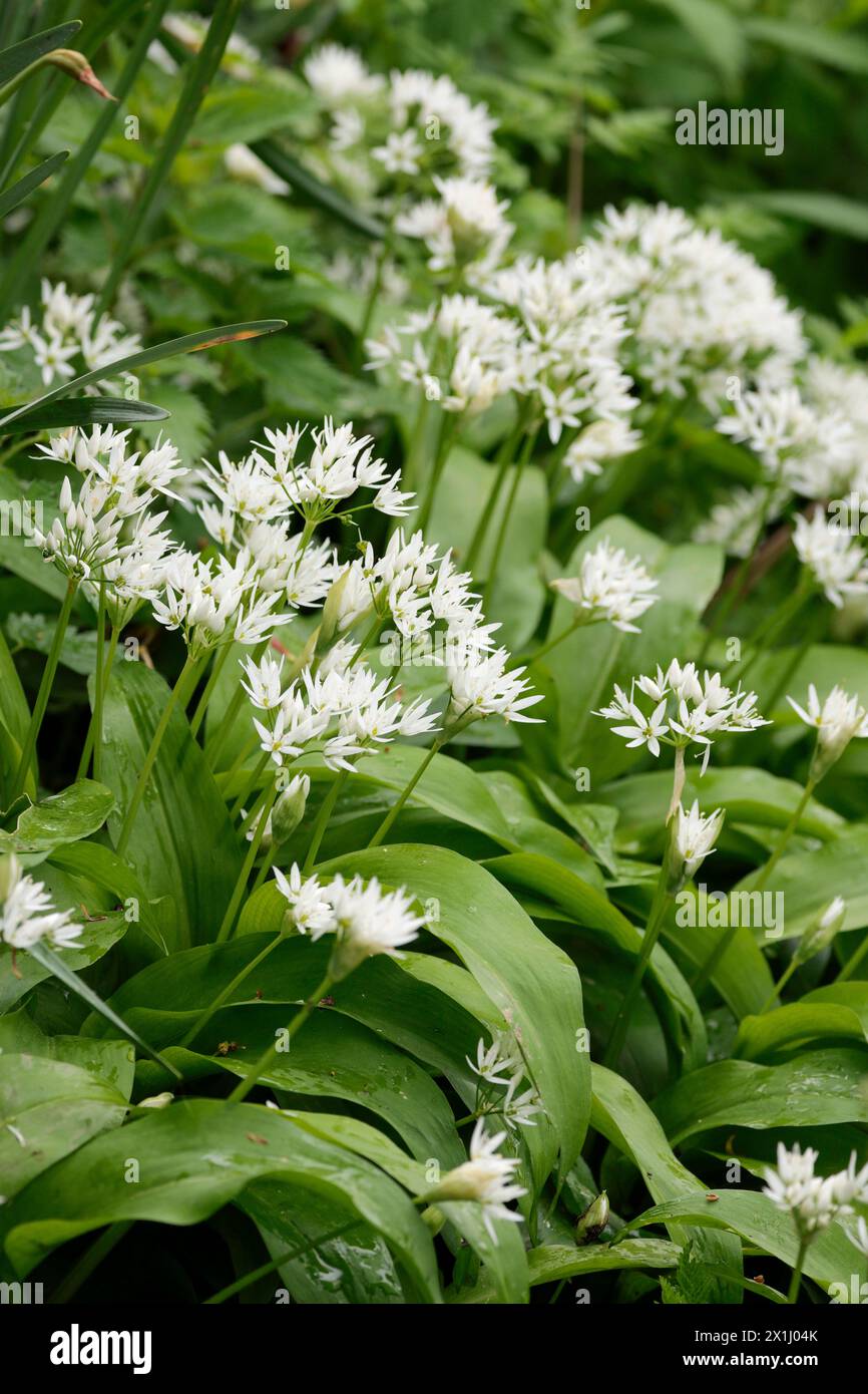 woodland wild garlic Allium ursinum, native British perennial grows from bulb white star shaped flowers six long petals broad spear shaped leaves Stock Photo