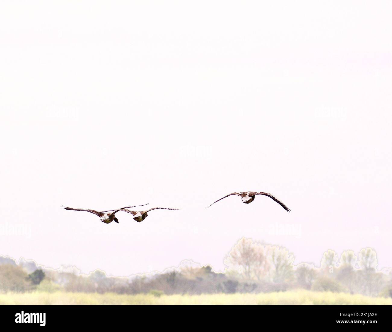White goose tree hi res stock photography and images Alamy