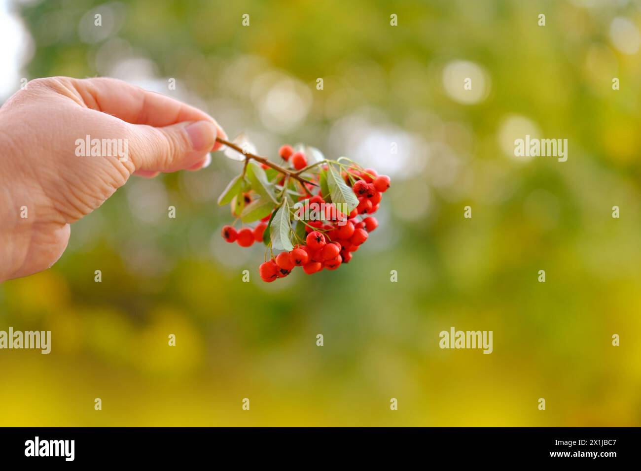 ripe red berries Pyracantha angustifolia in female hand, beautiful blurred natural landscape in background, interaction with plants, cozy autumn mood Stock Photo