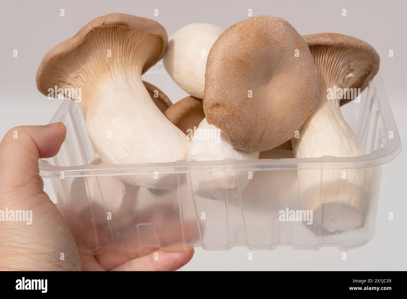 Fresh edible mushrooms, including king oyster mushrooms, Pleurotus