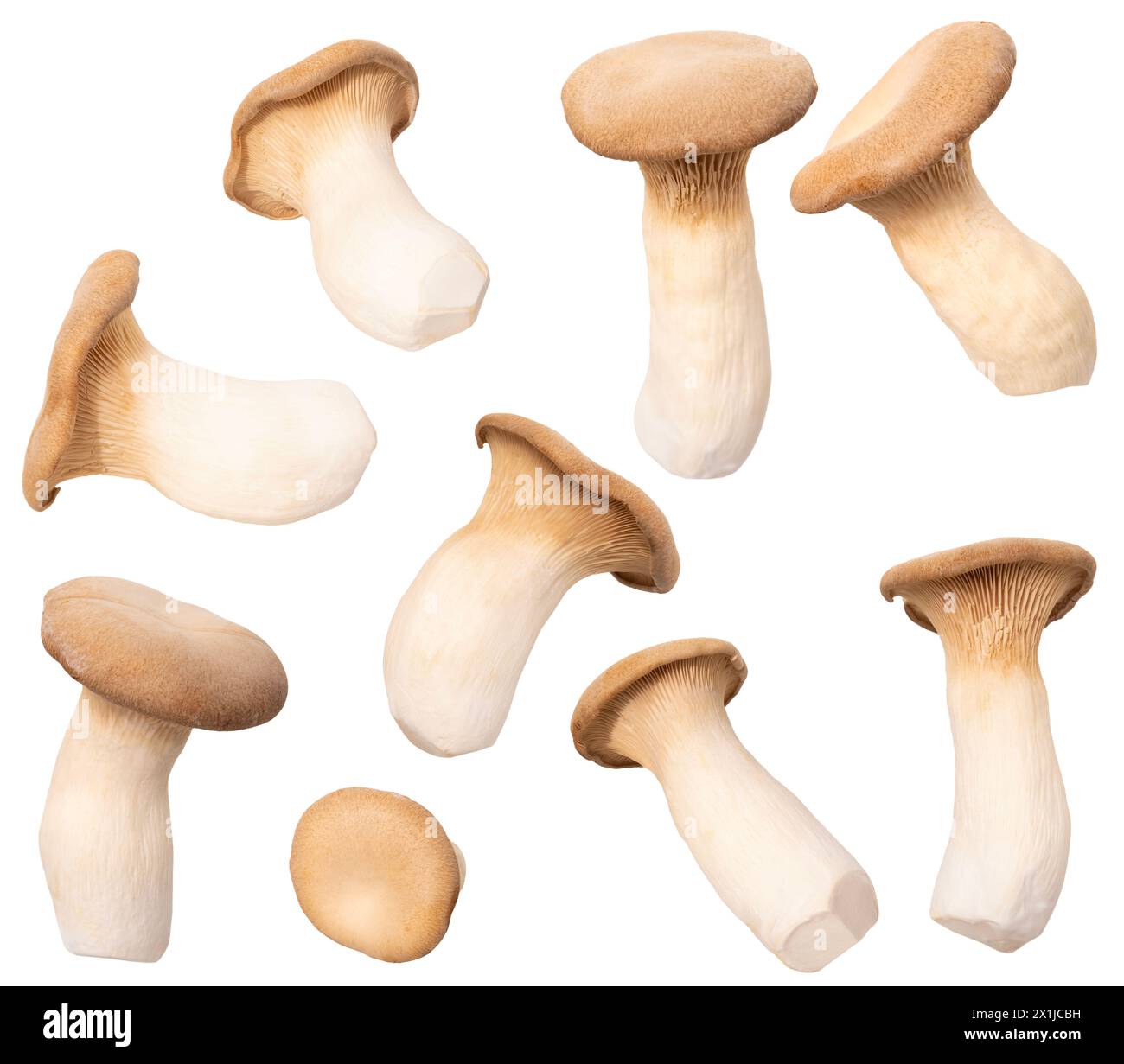 Set Fresh edible mushrooms, including king oyster mushrooms, Pleurotus ...