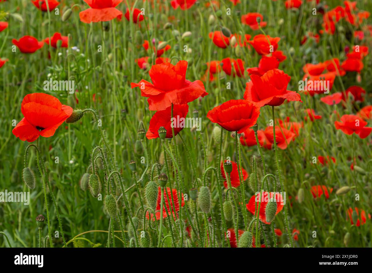 Papaver rhoeas or common poppy, red poppy is an annual herbaceous flowering plant in the poppy family, Papaveraceae, with red petals. Stock Photo