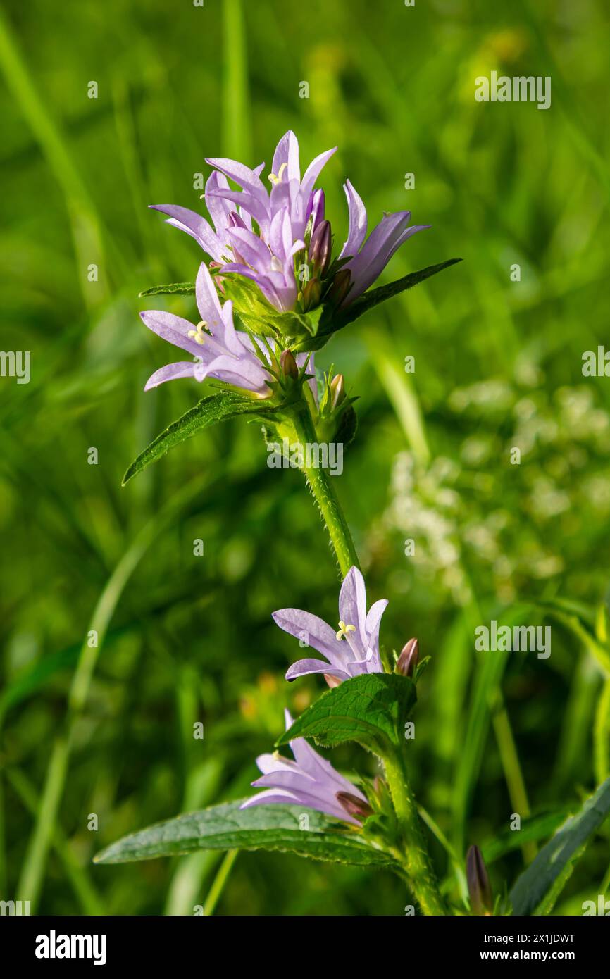 Clustered bell flower Campanula glomerata blooming in the wild. Stock Photo