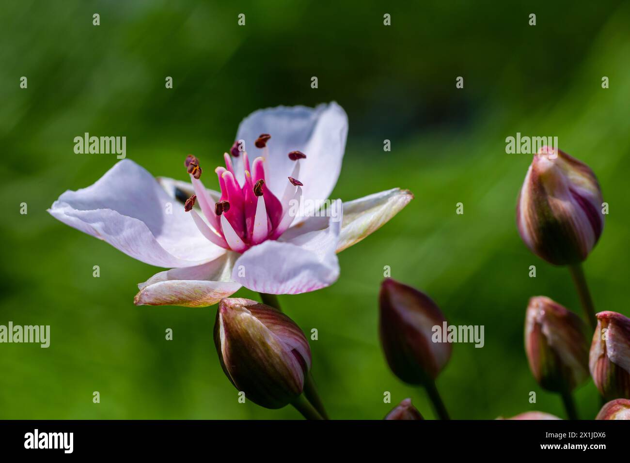 Butomus umbellatus, Flowering Rush. Wild plant shot in summer Stock Photo