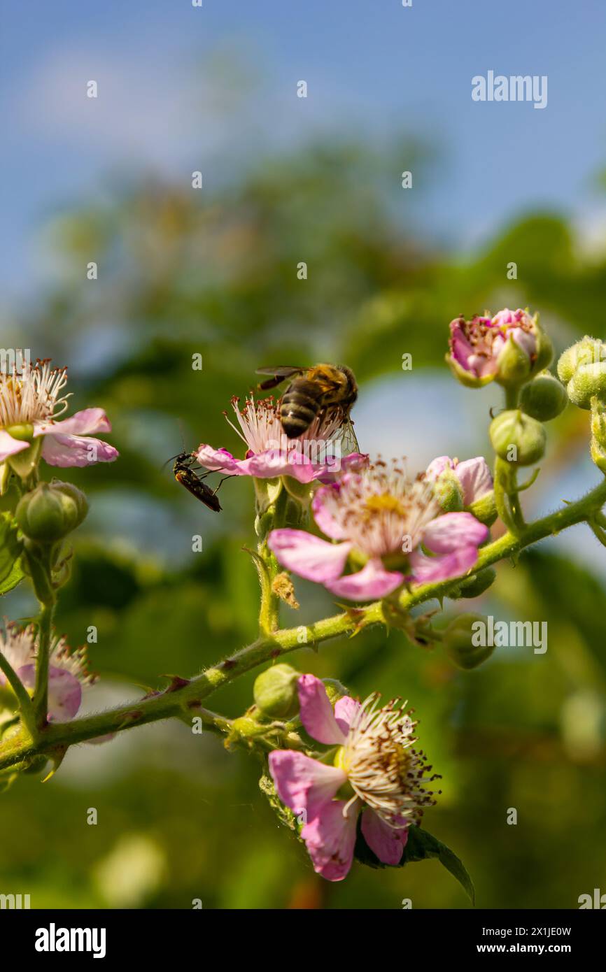 Soft pink blackberry flowers and buds in spring - Rubus fruticosus. Stock Photo