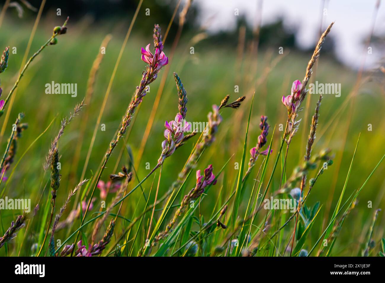 Sainfoin Onobrychis viciifolia growing in the chalk grassland on Salisbury Plain military training area. Stock Photo