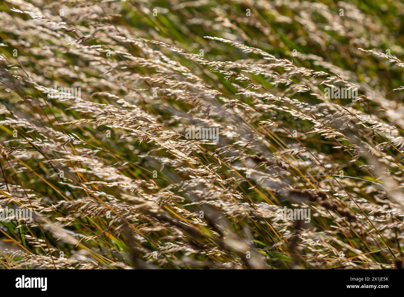 Meadow grass meadow with the tops of stele panicles. Poa pratensis green meadow european grass. Stock Photo