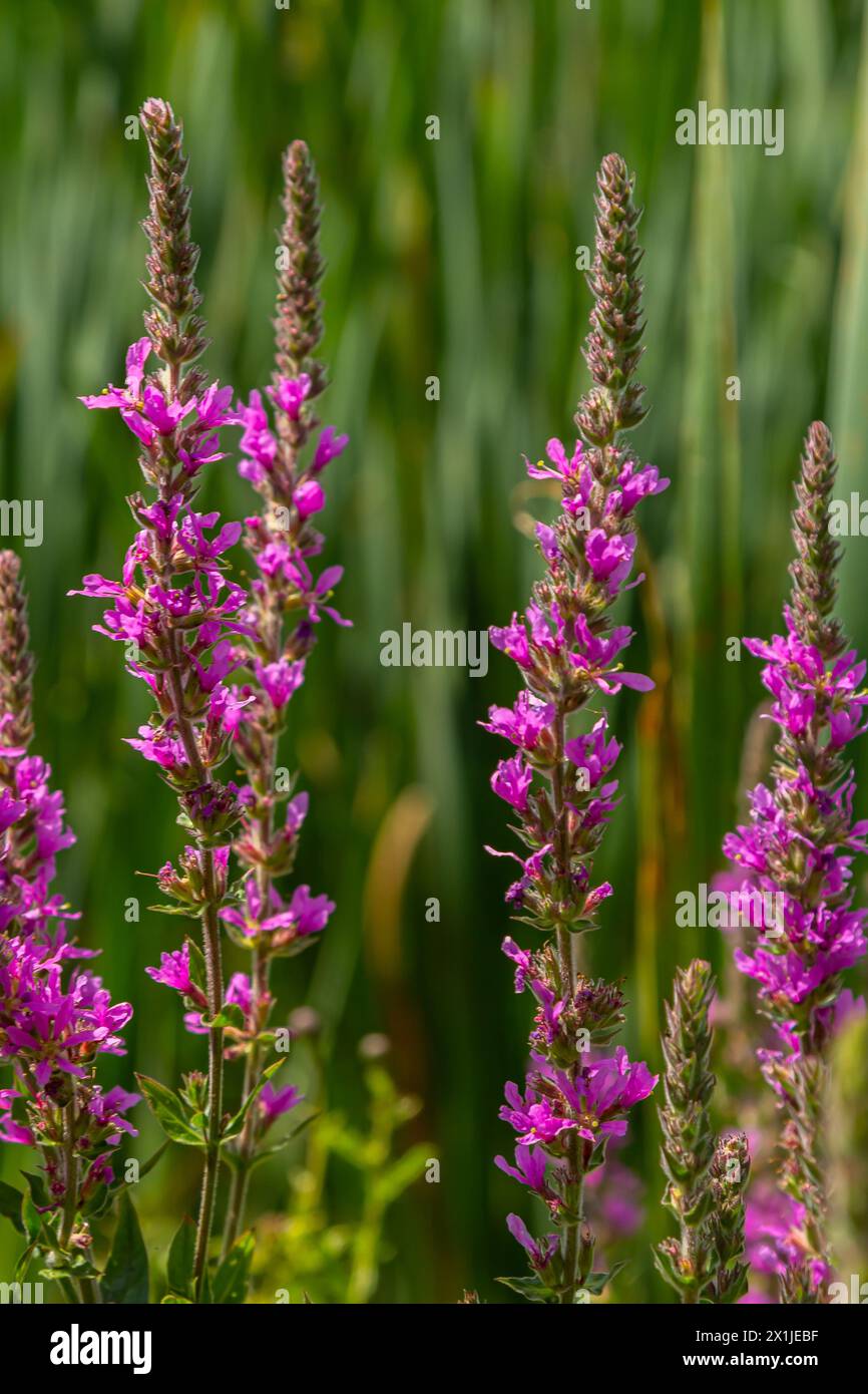 Purple loosestrife Lythrum salicaria inflorescence. Flower spike of plant in the family Lythraceae, associated with wet habitats. Stock Photo