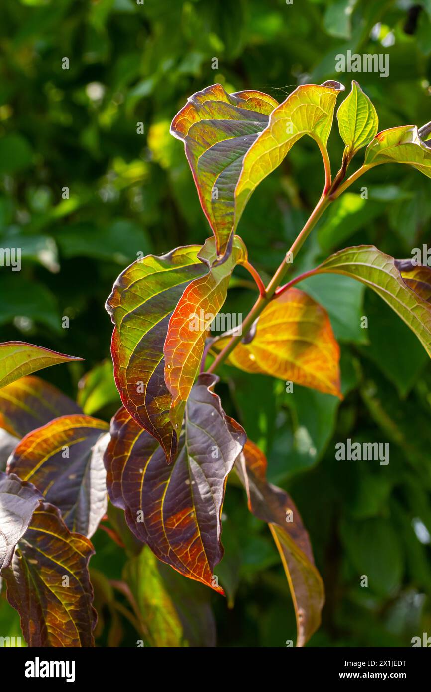 Dogwood Cornus sanguinea , leaf background, selective focus. Stock Photo