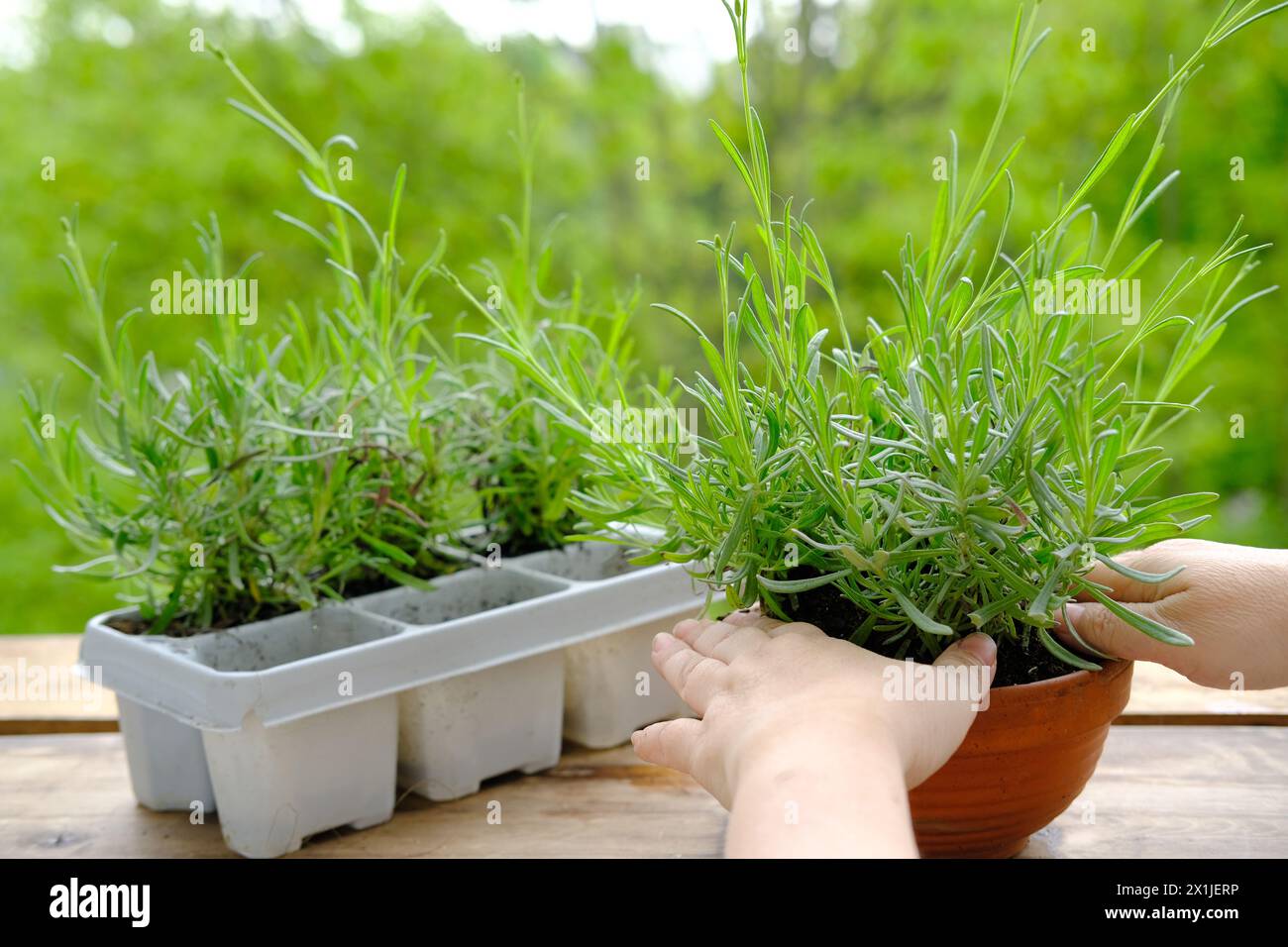 Transplanting lavender plant in terrace hi-res stock photography and images  - Alamy
