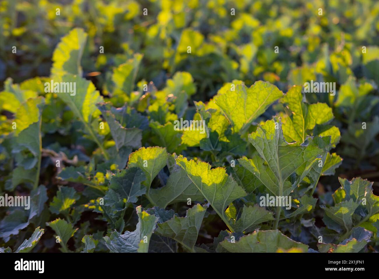 Growing Rapeseed Field rapeseed grows in hi-res stock photography and images - Alamy