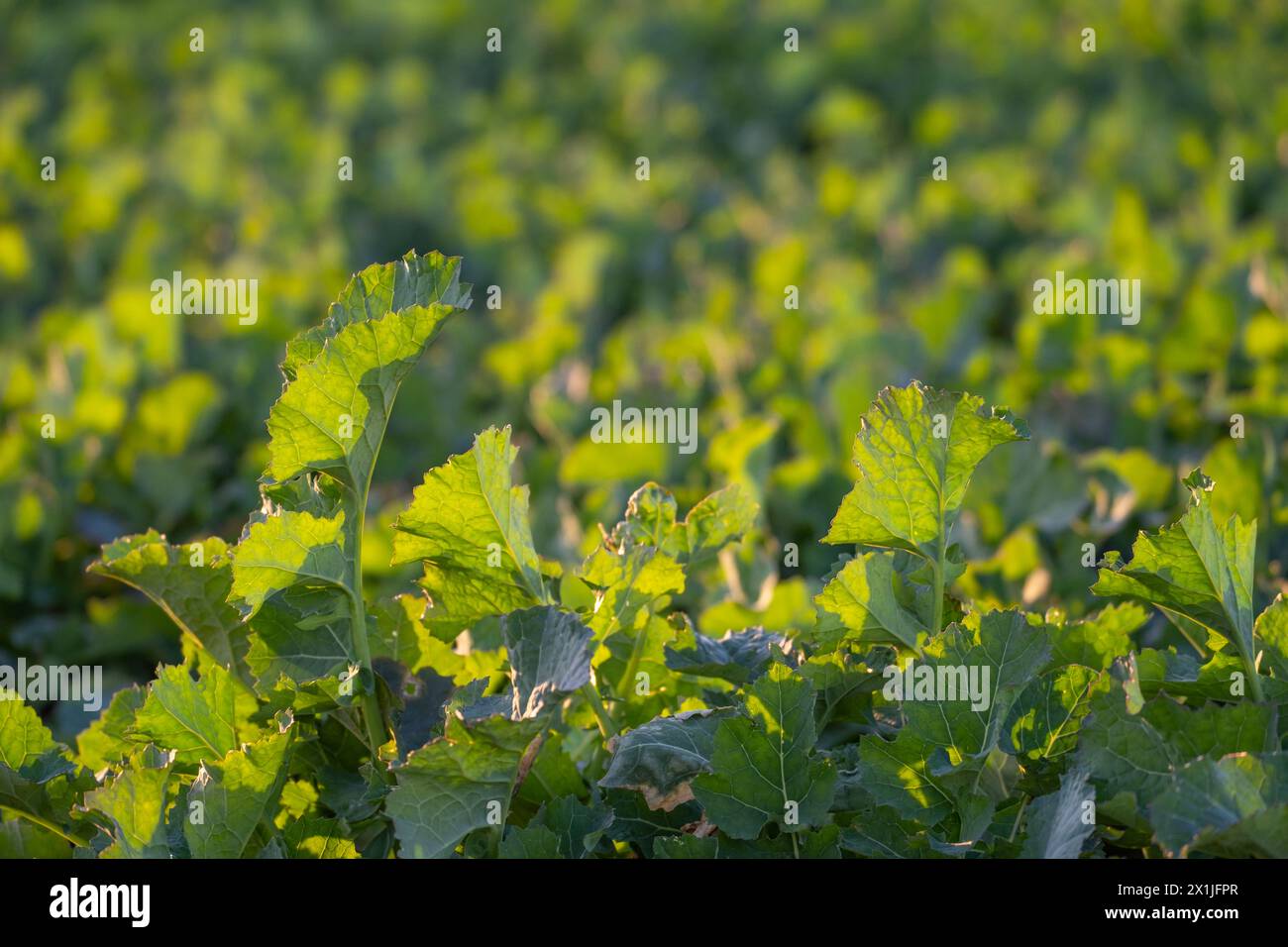 Growing Rapeseed Field rapeseed grows in hi-res stock photography and images - Alamy