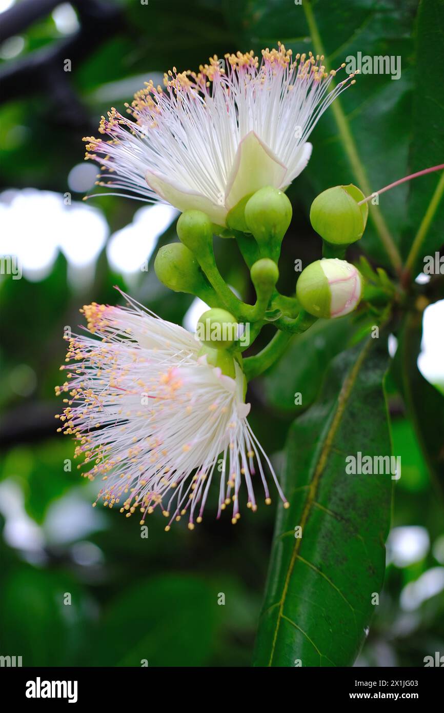 Albizia lebbeck, siris tree from mimosa family, common in India, Burma and Andaman Islands, East Indian walnut, plant of ayurveda and medicine Stock Photo