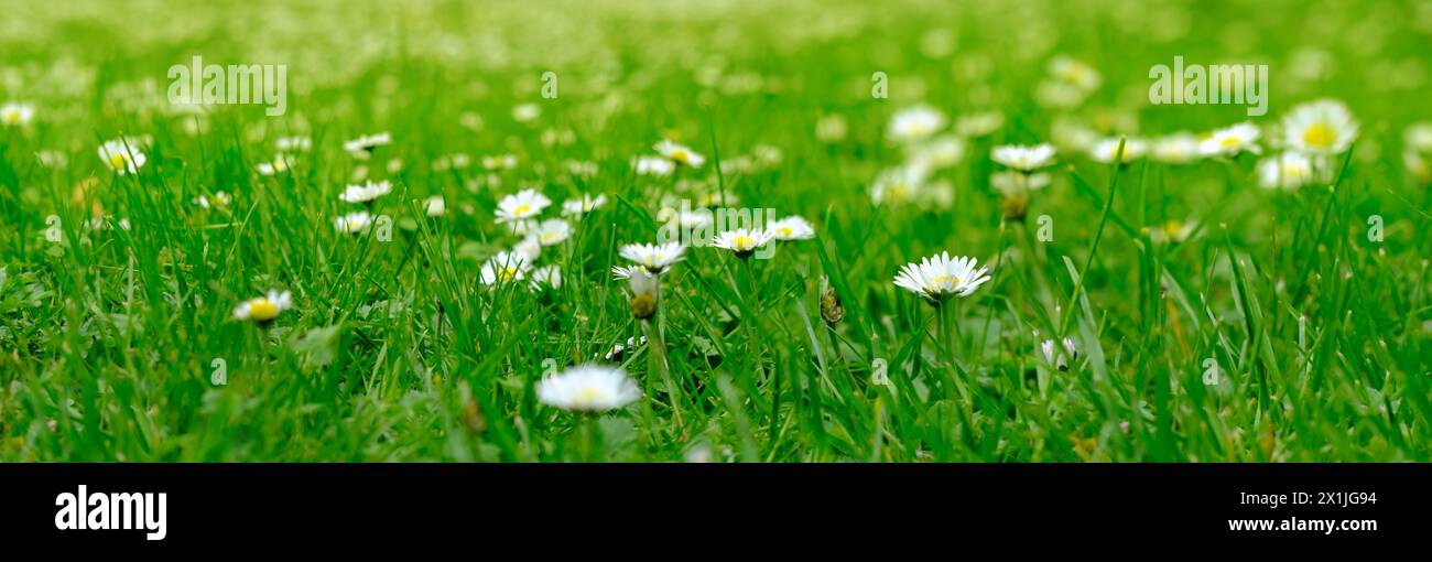 Daisies, Matricaria Chamomilla in meadow, beautiful summer landscape, blossoming camellias natural panoramic background with green summer field, envir Stock Photo