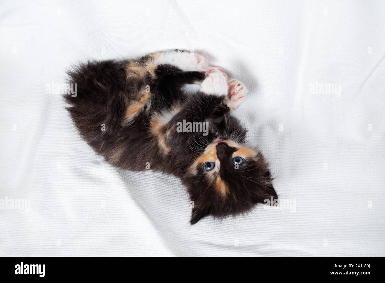 Cute tortoiseshell kitten cat lying on white sheet background. Stock Photo