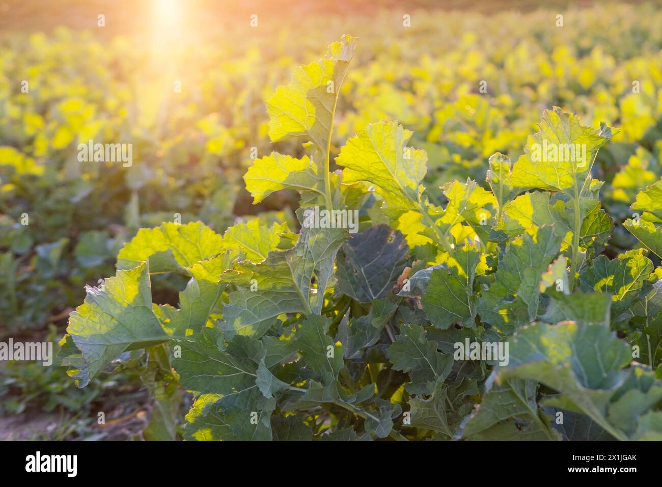 Growing Rapeseed Rapeseed plant cultivation young hi-res stock photography and images ...