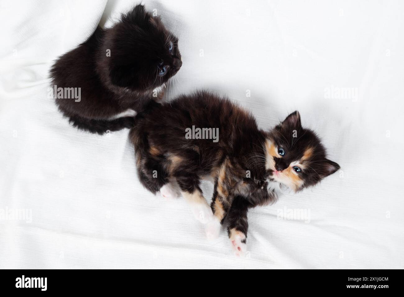Two cute kittens on white sheet background. Stock Photo