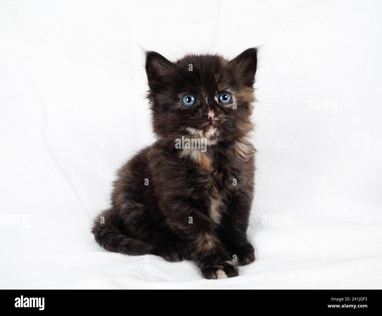 Portrait of tiny tortoiseshell kitten cat sitting on white towel background. Stock Photo