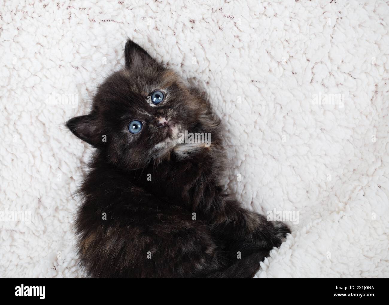 Cute tortoiseshell kitten cat sitting on fluffy sheet Stock Photo - Alamy