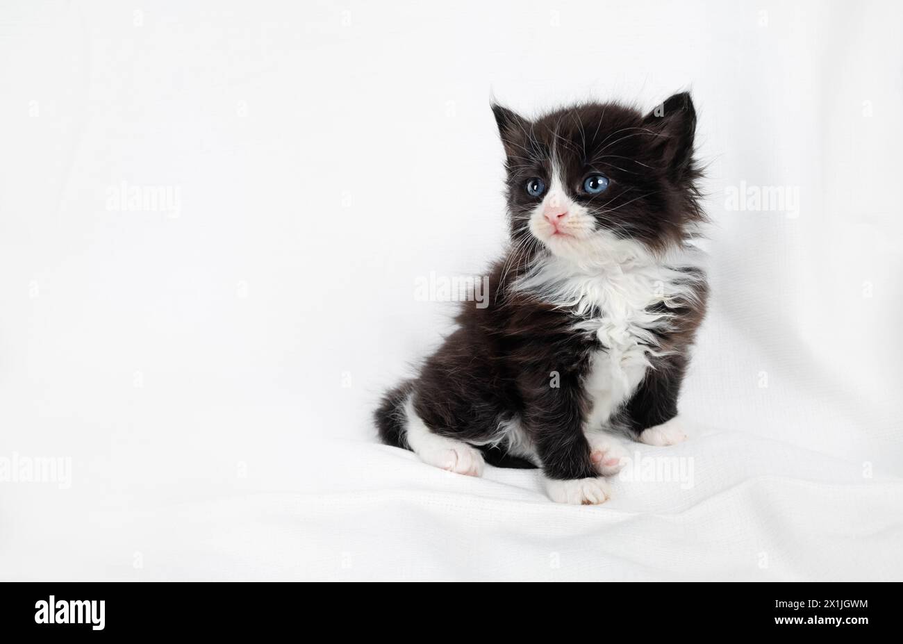 Cute black and white kitten cat sits on white towel background. Copy space. Stock Photo