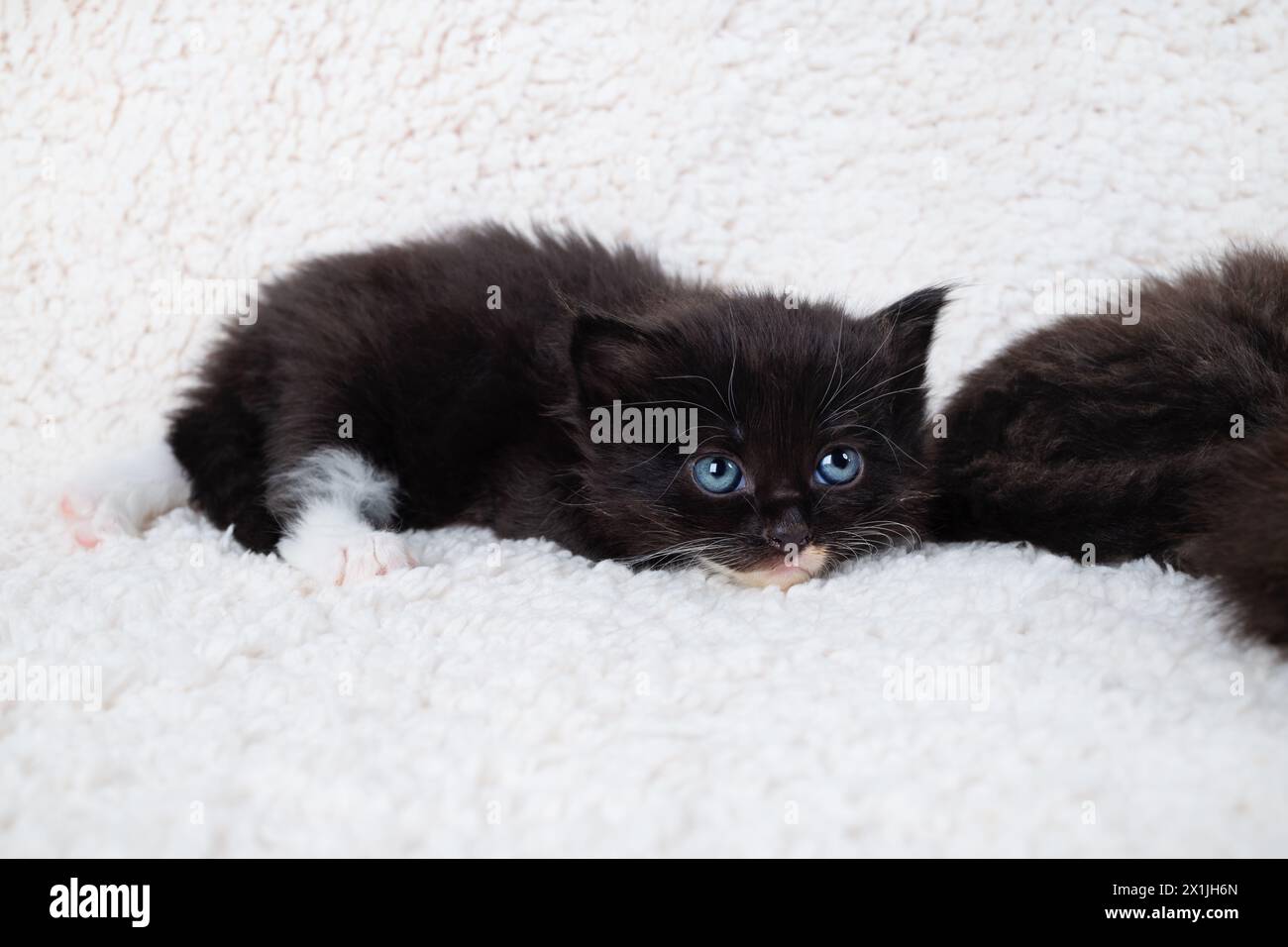Cute kitten cat lying on a fluffy white sheet. Stock Photo