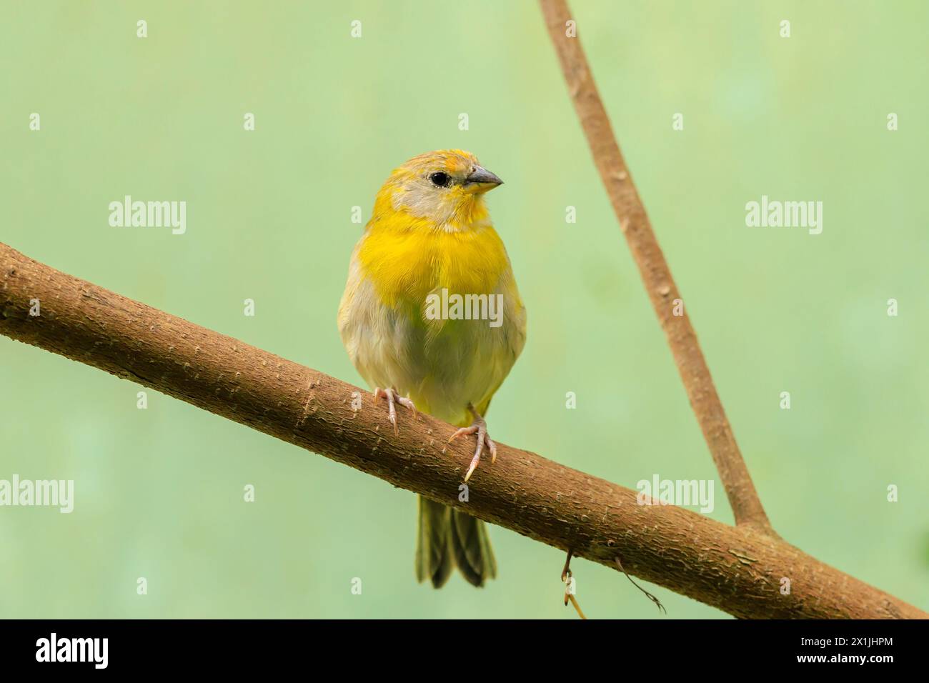 Closeup of a saffron finch, Sicalis flaveola, perched in a forest. Stock Photo