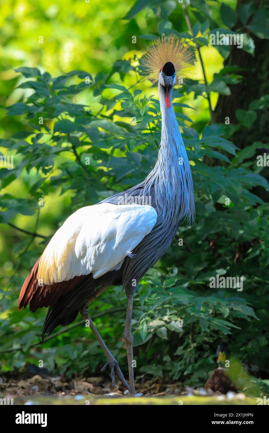 Closeup of a grey crowned crane, Balearica regulorum, national bird of Uganda. Stock Photo