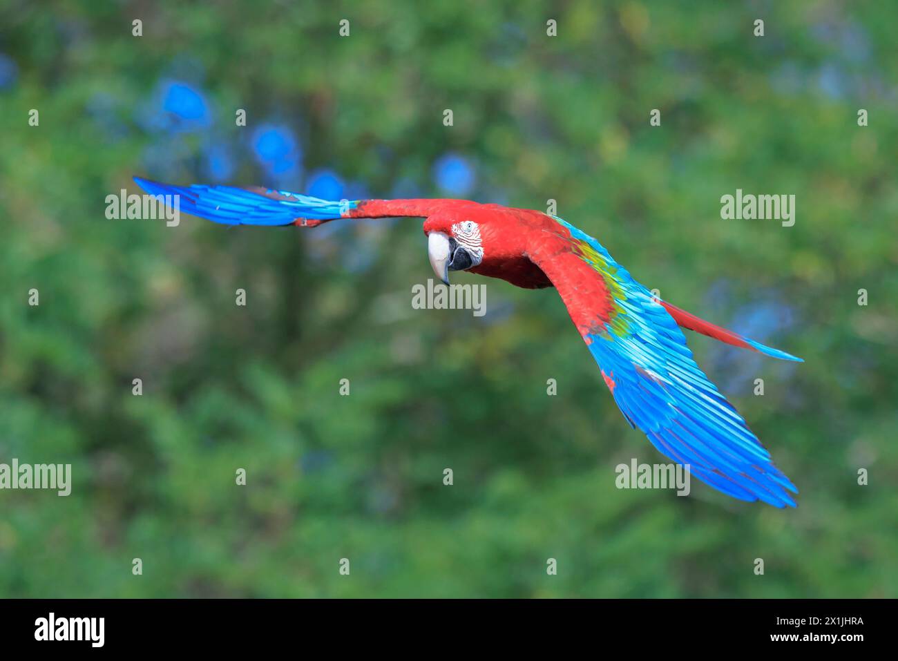 Closeup of red-and-green macaw, green-winged macaw, Ara chloropterus, in flight Stock Photo