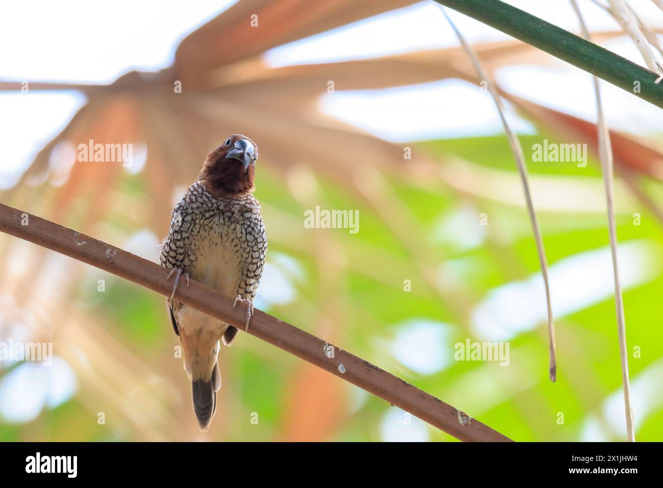 Closeup Of A Scaly-breasted Munia Or Spotted Munia, Lonchura Punctulata ...