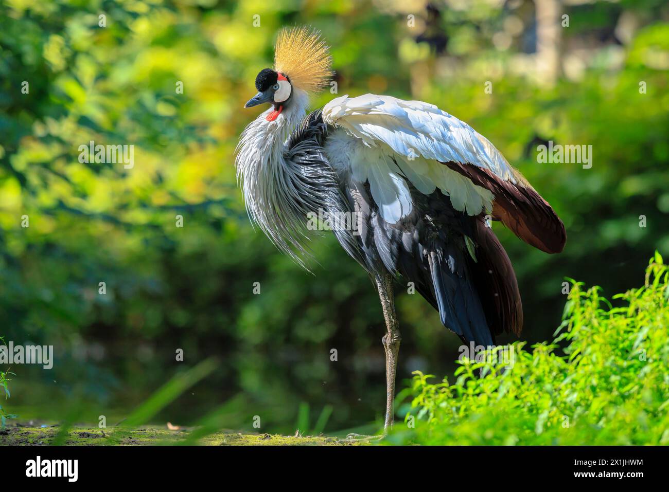 Closeup of a grey crowned crane, Balearica regulorum, national bird of Uganda. Stock Photo