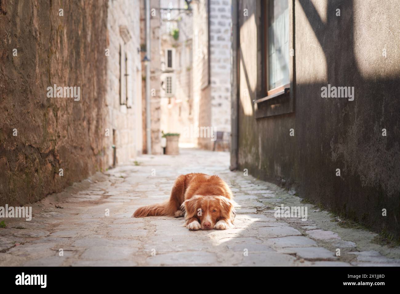 A Nova Scotia Duck Tolling Retriever dog lies on an old cobblestone street, gazing soulfully into the distance.  Stock Photo