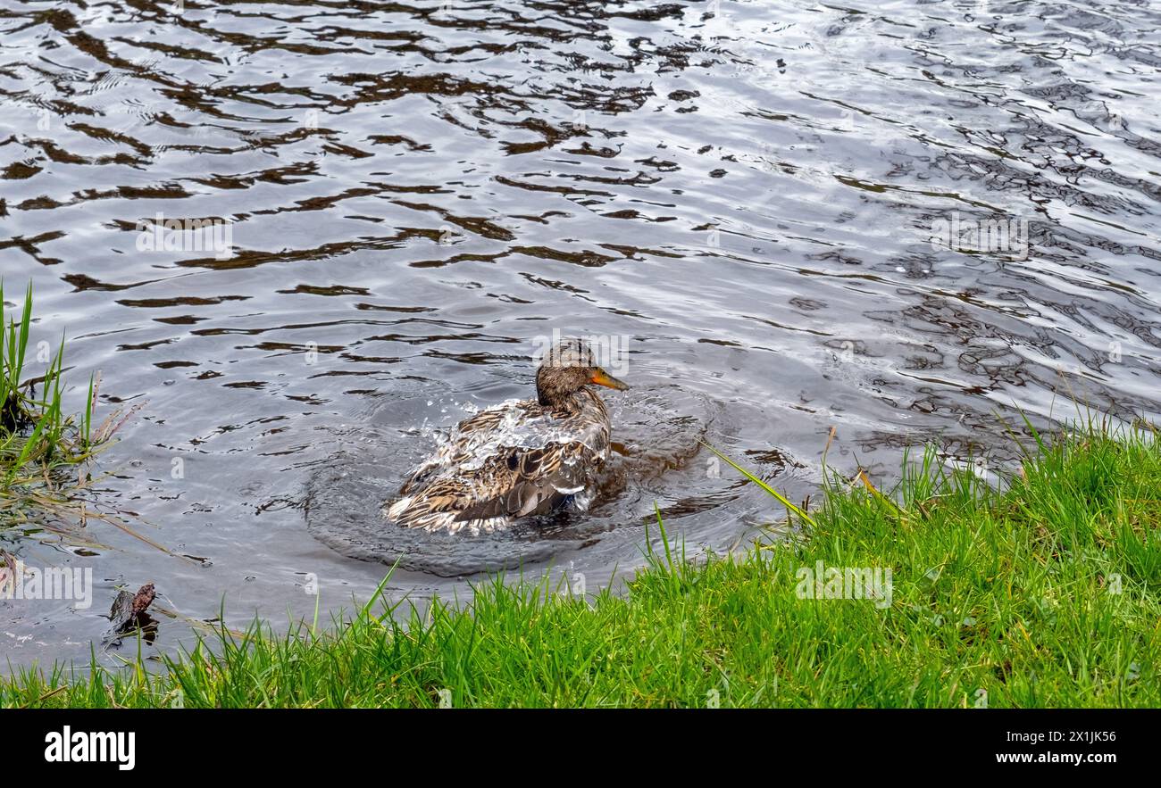 wild duck takes a bath in splashing water by the shore, Anas platyrhynchos Stock Photo